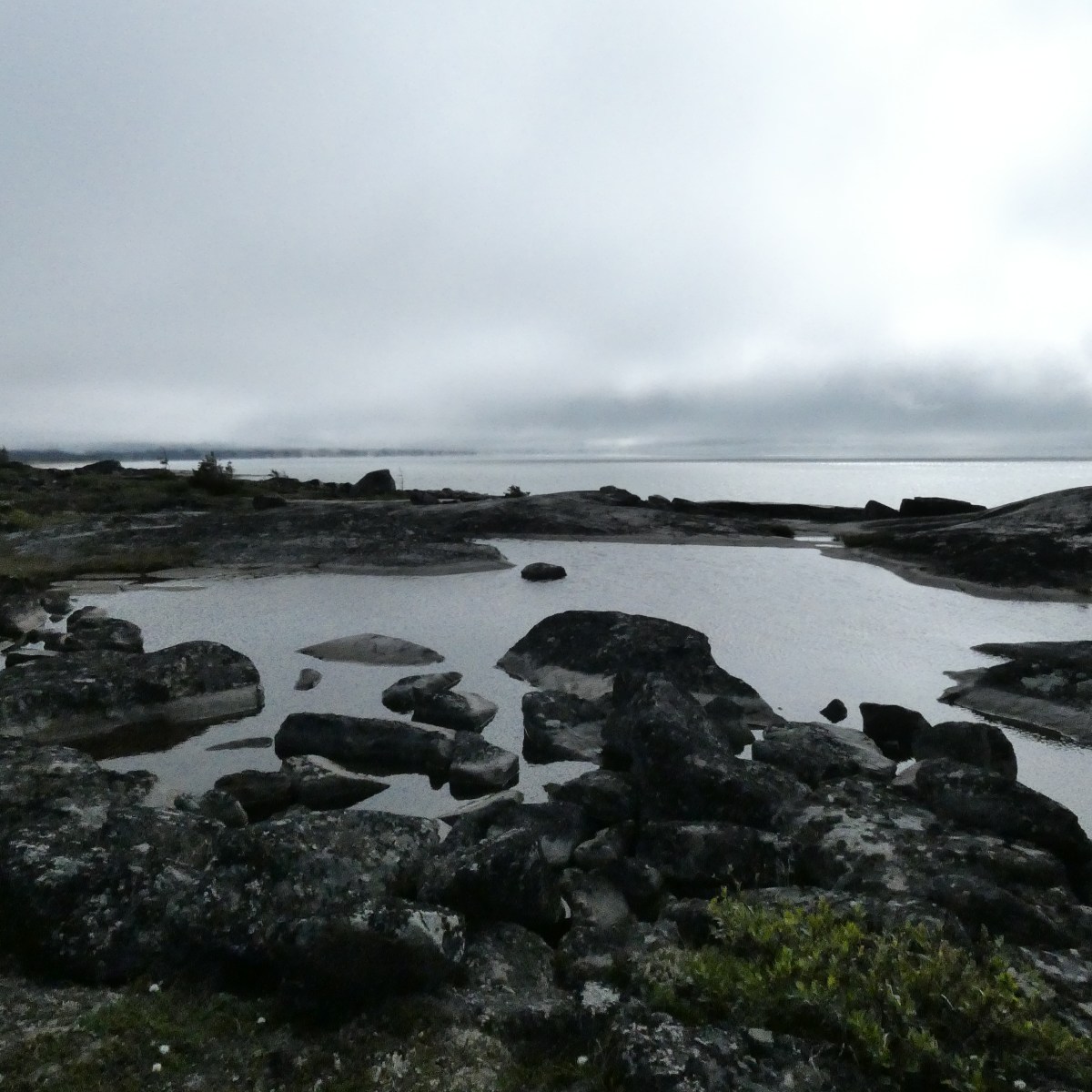 The Community’s Pulse